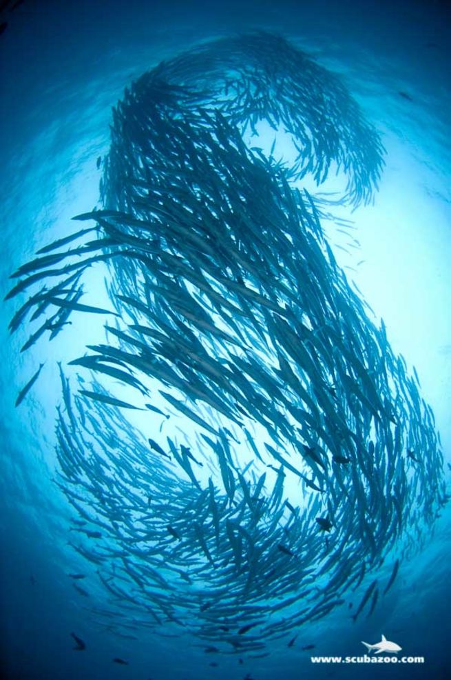 поддержание жизни популяций рыбы